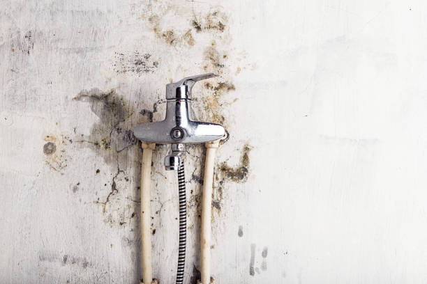 Best Professional Mold Removal  in Browns Lake, WI