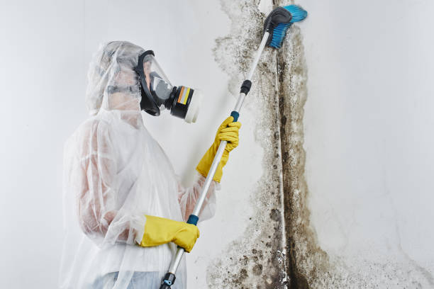 Best Affordable Mold Removal  in Browns Lake, WI