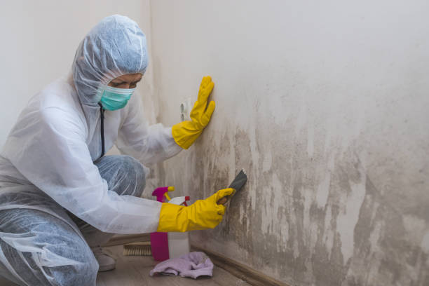 Best Mold Removal and Inspection  in Browns Lake, WI
