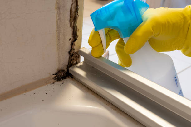 Best Black Mold Removal  in Browns Lake, WI