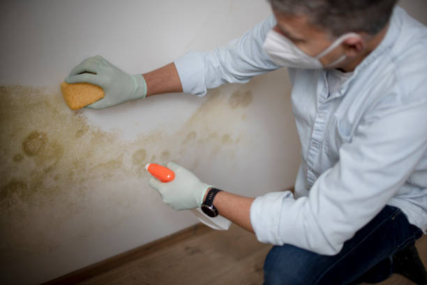 Best Best Mold Removal Companies  in Browns Lake, WI