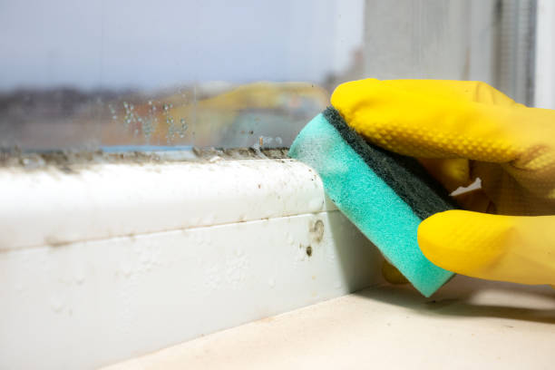 Best Office Mold Removal Services  in Browns Lake, WI