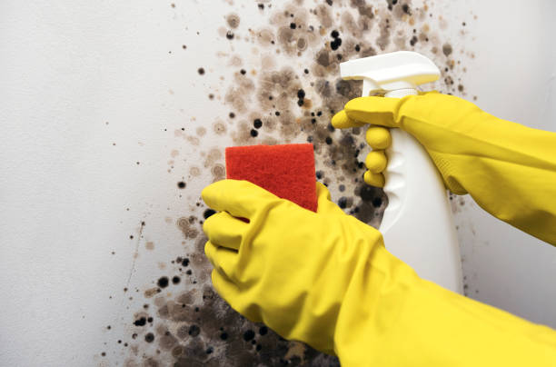 Best Mold Removal Company Near Me  in Browns Lake, WI