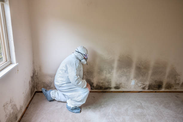 Best Local Mold Removal Service  in Browns Lake, WI