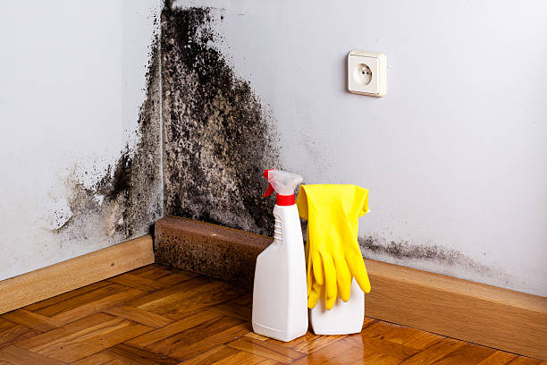Mold Removal Process in Browns Lake, WI
